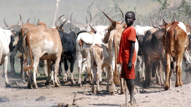A boy rounds up cattle in a camp in the South Sudanese state of Jonglei