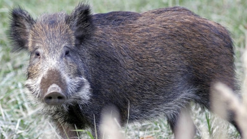 A number of wild boar have been spotted in Ireland
