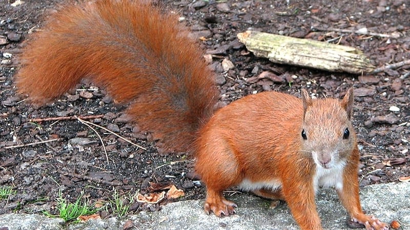 Red squirrels were under threat from the invasive grey squirrel species that was introduced in the early 20th century