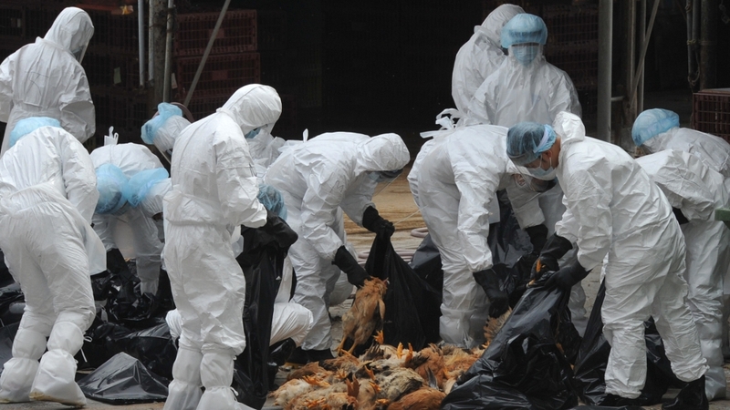 Dead chickens placed in plastic bags after they were killed at a distribution centre in Hong Kong in December