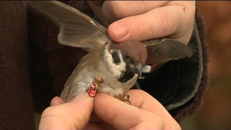 Increase in Ireland contrasts with severe decline in UK