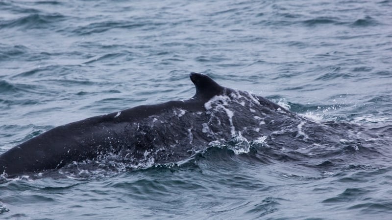 The humpback whale is a new sighting in Irish waters.