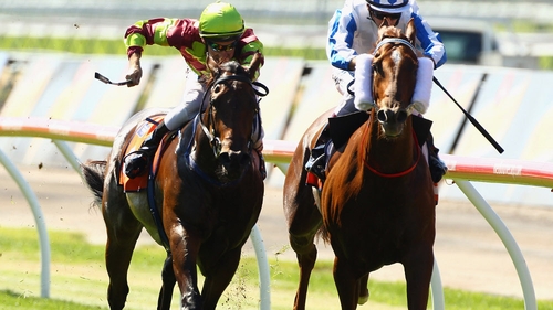 Scientists have traced the 'speed gene' of thoroughbred horses