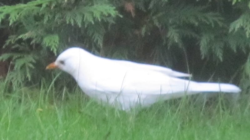 White blackbirds rarely survive