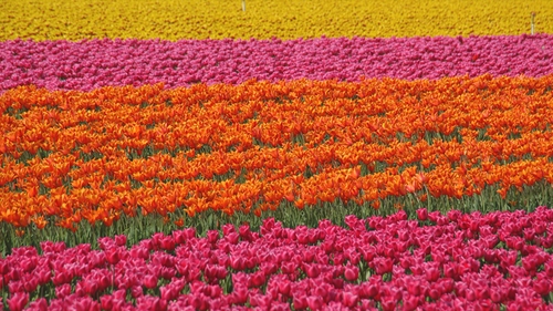 Tulips