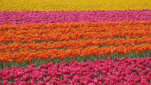 Tulips