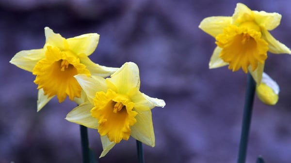If eaten, daffodils can cause vomiting and diarrhoea and irritation to the mouth and throat