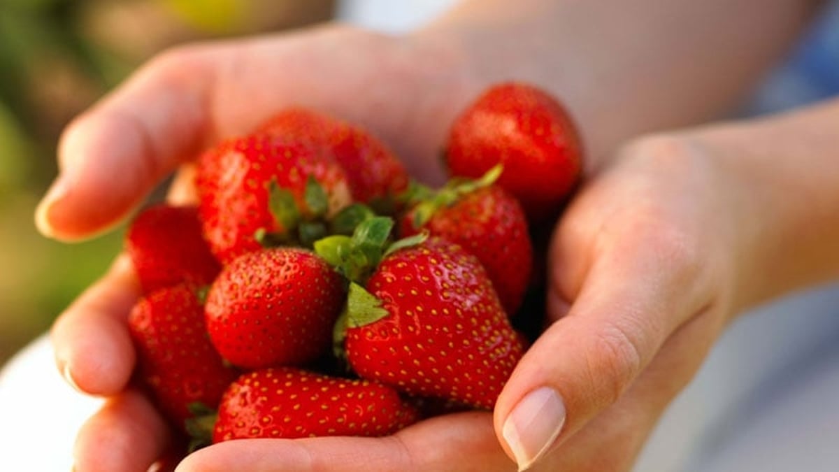 Why smaller strawberries taste better