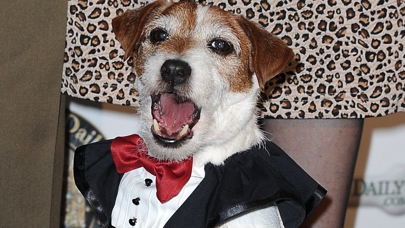 Uggie: Dickied up at the Golden Collar Awards in LA