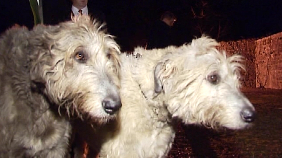 Irish wolfhound to be part of passport design