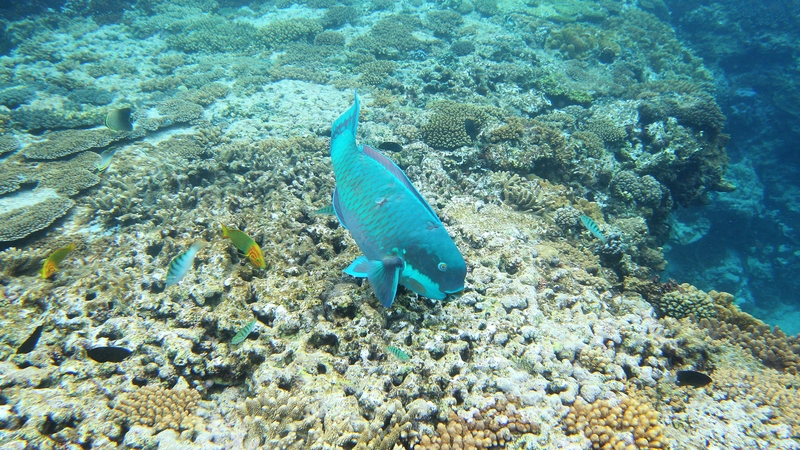 Two US fighter jets have dropped four unarmed bombs on Australia's Great Barrier Reef