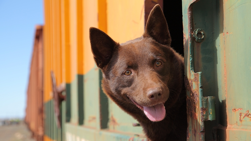 Based on the Louis de Bernières novel of the same name