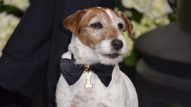 R.I.P Uggie