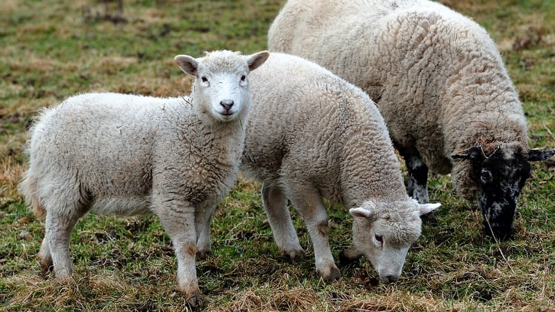 Farmers told to be careful about importing livestock