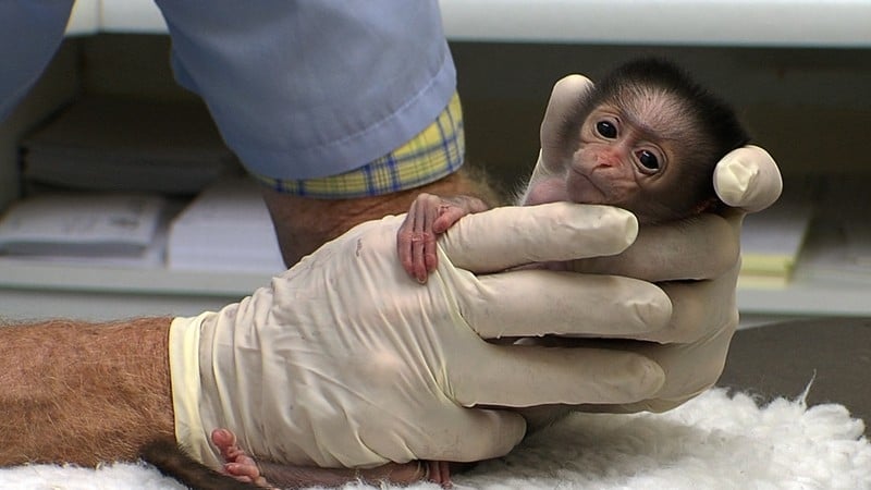 Tiny Kasi needs round the clock care