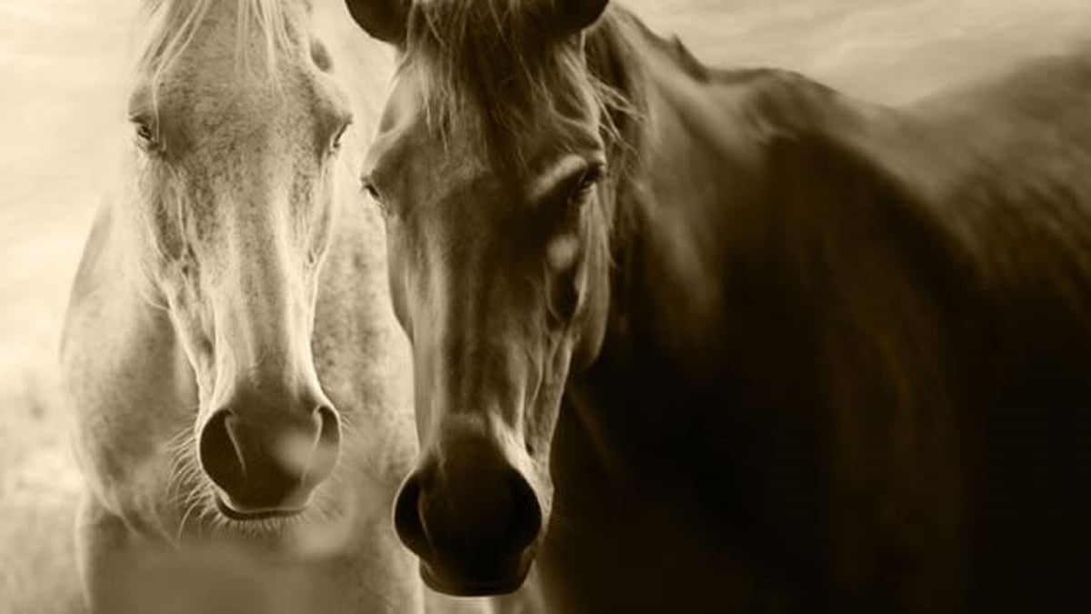 Horse Handler, Horse Healer