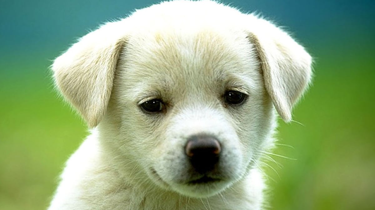 Top Dog