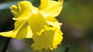 Weather still getting you down? Give the poetry of spring a go show image