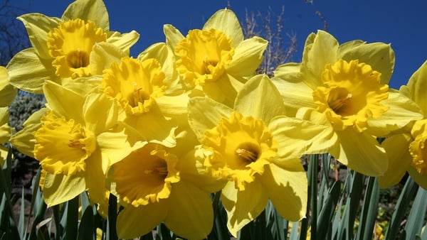"Other plants showed early seasonal change indicating an early arrival for spring, such as daffodils flowering in January"