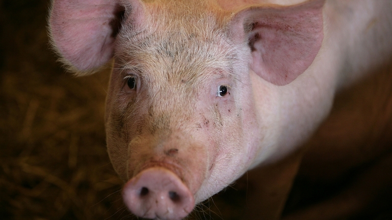 Meat and livestock made up a third of exports