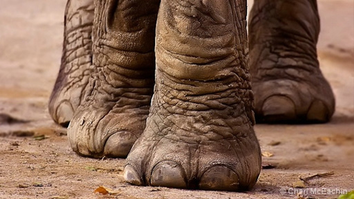 World Elephant Day