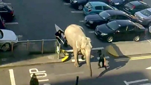The elephant was pursued by two of his handlers along the road