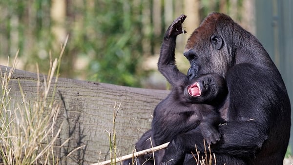 Kituba and mum Lena helped pull in the crowds