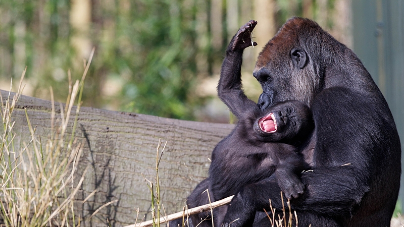Kituba and mum Lena helped pull in the crowds