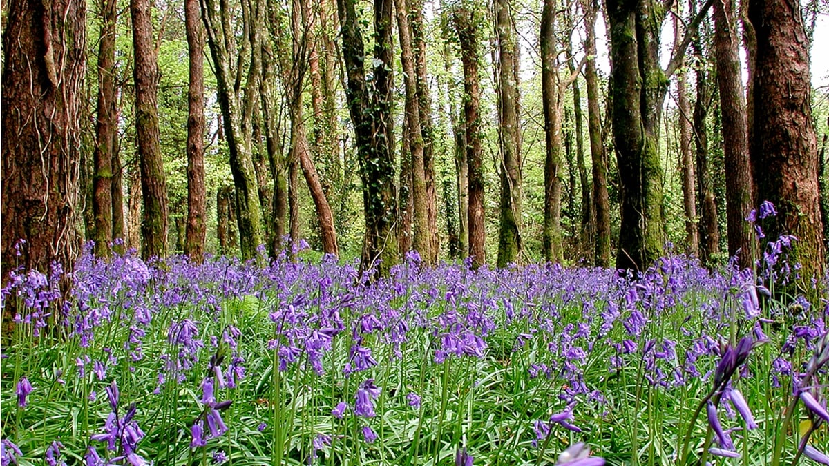 Tús Áite: An Bille Athchóirithe Nádúir i bParlaimint na hEorpa