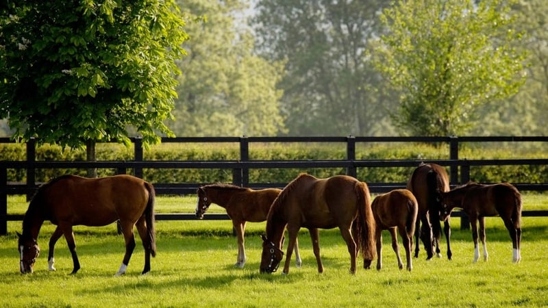 China’s top agriculture graduates will spend two months at Coolmore Stud