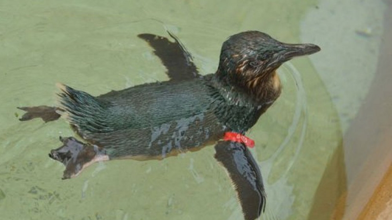 Dirk was stolen from Sea World in Queensland