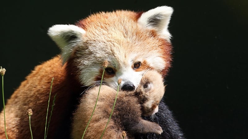 The Zoo - RTÉ One tonight, Thursday April 19, at 7.00pm