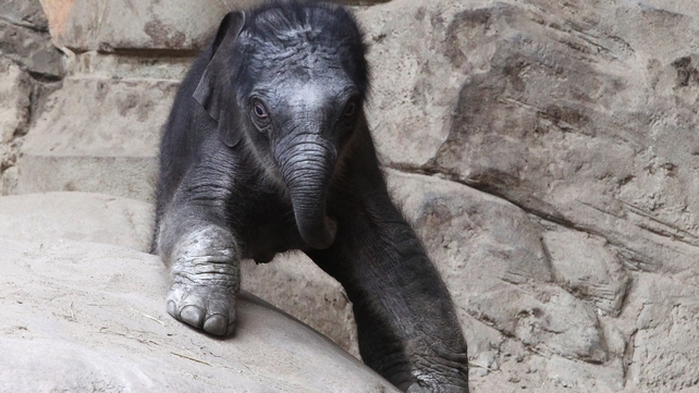 An unnamed baby elephant calf explores the elephant barn at the Hagenbeck Zoo in Hamburg, Germany