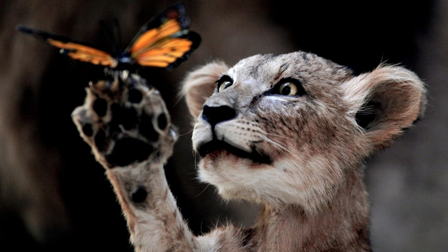 A mounted lion cub on display in the specimen pavilion in Beijing, China