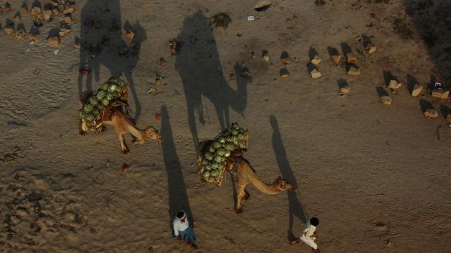 Indian farmers walk with camels laden with watermelons towards a market along the banks of the River Ganges in Allahabad