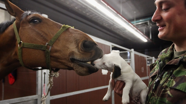 Captain Owen Beynon Brown of the King's Troop Royal Horse Artillery introduces his dog 'Lord Percy' to 'Tango' the horse before an inspection in London