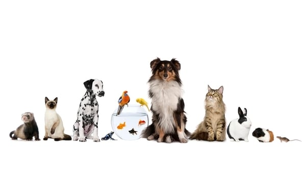 Do pets make you healthier? 