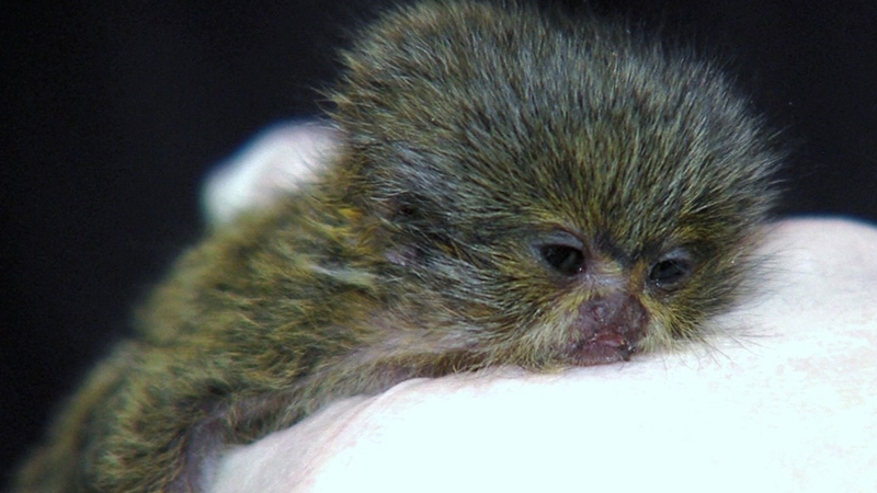 Beag the baby marmoset feautres in tonight's show.