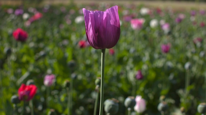 The opium sap from the bulb of the poppy plant is seen in a flowering poppy field in Badakhshan, where the attacks took place
