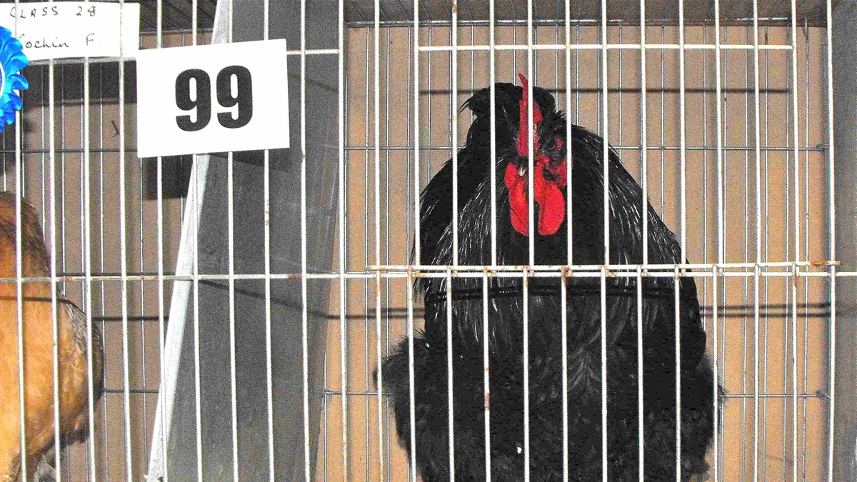 The Secret Chicken Society