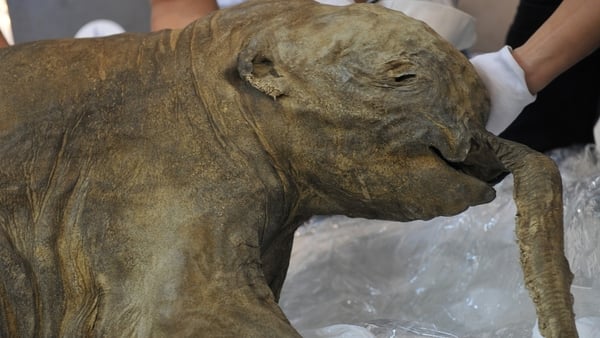 The carcass of the world's most well-preserved baby mammoth, named Lyuba, is displayed in Hong Kong