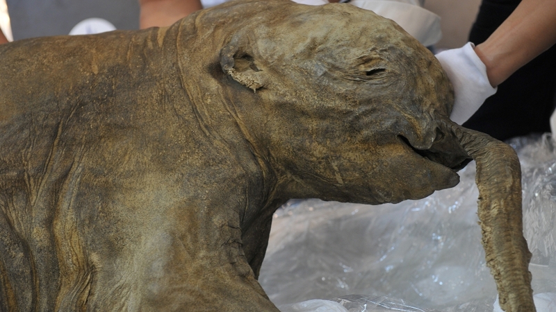 The carcass of the world's most well-preserved baby mammoth, named Lyuba, is displayed in Hong Kong