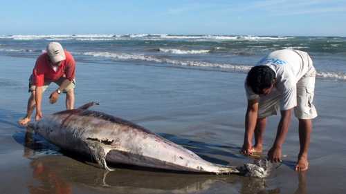 At least 900 dolphins have died in Peru
