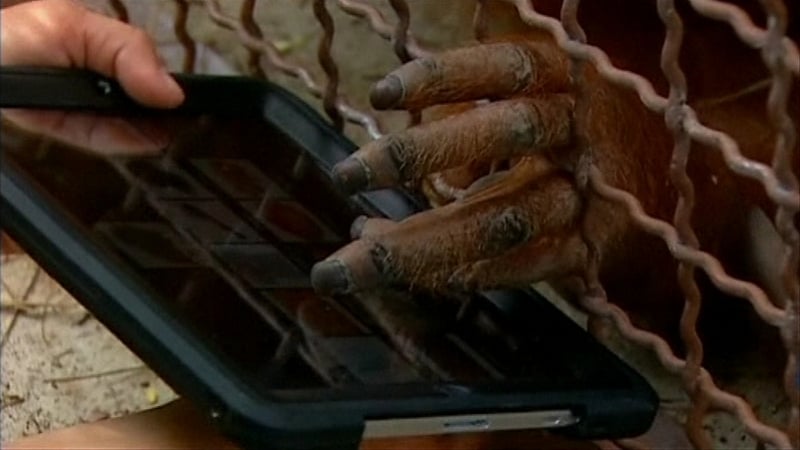 The primates are told to match a picture with what a care-giver tells them