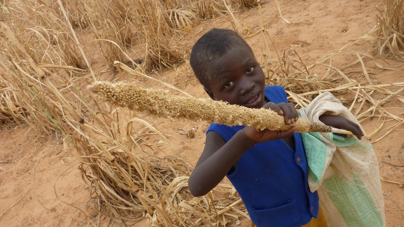 A young boy from Niger holds a millet grape eaten by locusts
