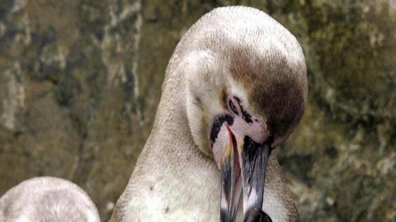 Number 337 (similar to Humboldt above) scaled a four metre rock wall to escape