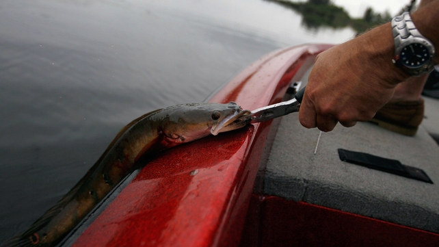 An invasive snakehead fish is pulled into a boat in Weston, Florida