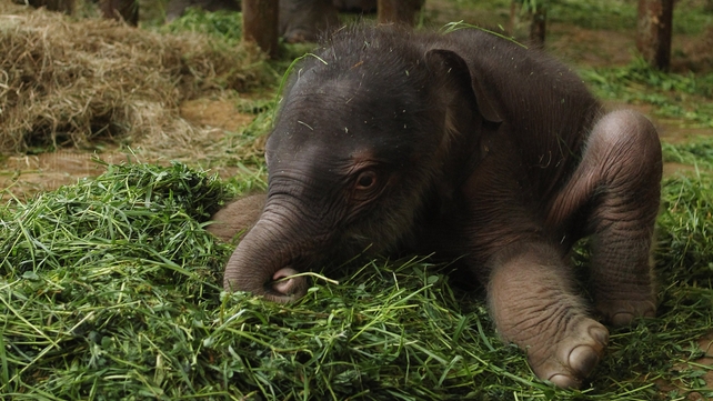 A newborn elephant struggles to find its feet