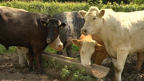 A hard Brexit could cut European dairy exports to Britain by 60%