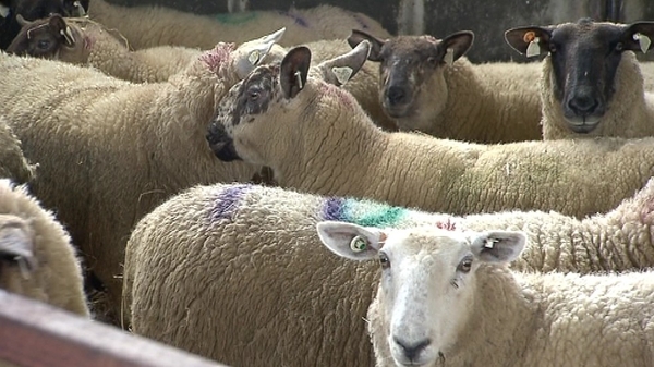 The attack happened on a farm near Castlerea